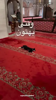 پناه حیوانات باشیم🥹
