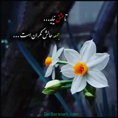 #صلی الله علیک یا صاحب الزمان ادرکنی