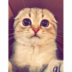 #میَو 💛 💛 🐱