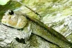 #ماهی عجیبی هست که ساکن جنگل های آمریکا و برزیل است در مو