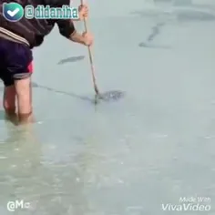شکار ماهی مرکب 