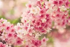 #شکوفه های#هلو