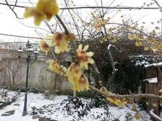 برف ویخ نتونسته امید درختو به زایش ازبین ببره منم ارزو دا