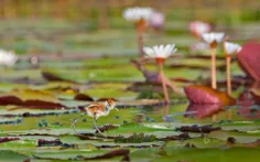 Title: African jacana chick in Chobe National Park, Botsw