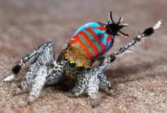 عنکبوت طاووسی