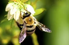 پروتئین تولید شده زنبور عسل بعد از ۳۰سال به ساخت آنتی بیو