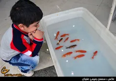 بچه ویسگون  بیاید تا ماهی قرمز بهتون بدم