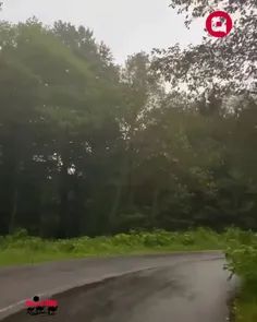 جاده‌ جنگلی‌های بارون‌زده... 