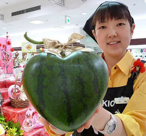 تولید هندوانه هایی به شکل قلب در ژاپن 😍 🍉