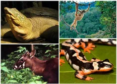 تصاویر دیدنی از حیوانات در خطر انقراض