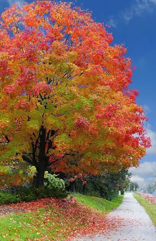 طبیعت زیبای پاییزی