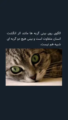 گربه