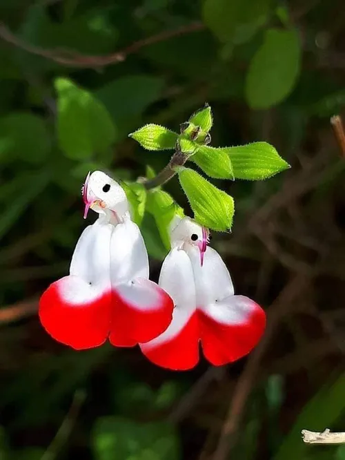 این گل بنام ماها مه رو ، و همچنین اریا شناخته میشود و در 