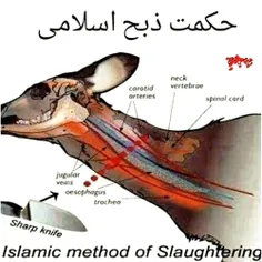 ✅اعجاز علمی در ذبح اسلامی