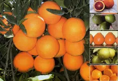 #بخون هزار سال پیش نارنج از جاده ابریشم از ایران به چین م