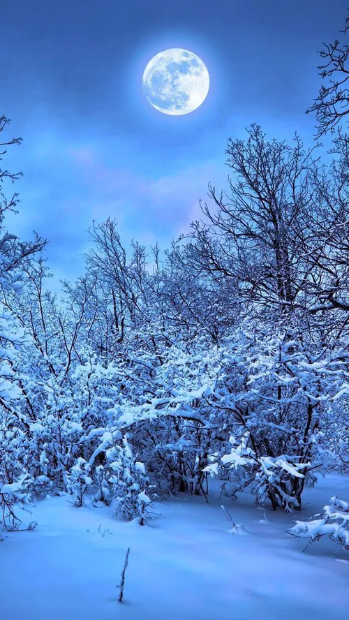 طبیعت برفی/سرد و زیبا