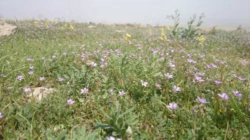 تنهایی شب دخترونه