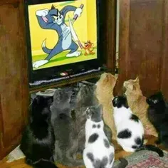 این گربه ها رو ببینید.... چی تماشا میکنن