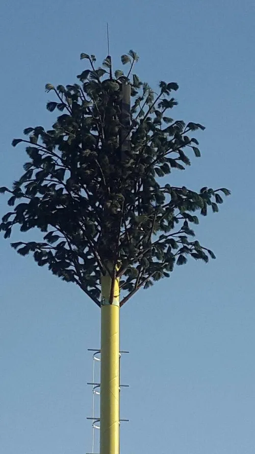 این درخت نیست،