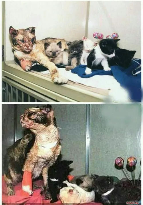 گربه مادری که پنج بار به درون آتش رفت تا هر پنج توله ی خو