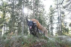 اینم دوستی روباه و سگ! ببین چقد باهم دوستن!