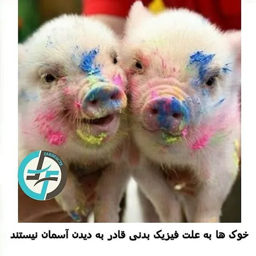 خوک pig naturefarsifacts