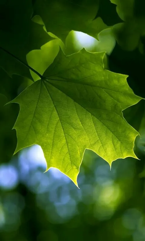 Leaf