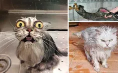 گربه آبکشیده شده  . .خخخخ