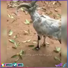 وقتی به بچه فامیل رو میدی😂😥