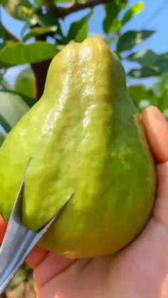 چه میوه ایه؟
