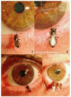 زنبورهایی که بجای شهد گل اشک و عرق میخورند!