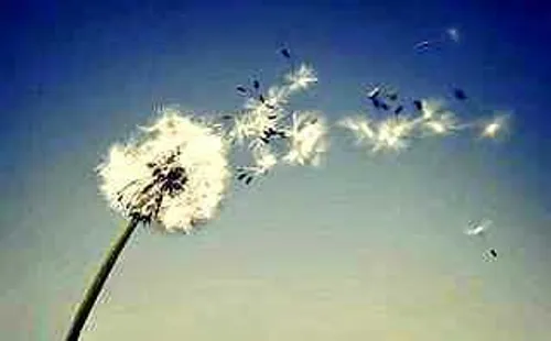 قاصدک به جای من یک دل سیر نگاش بکن