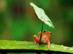 قوباغه ای که وقتی بارون میاد واسه خودش چتر درست میکنه