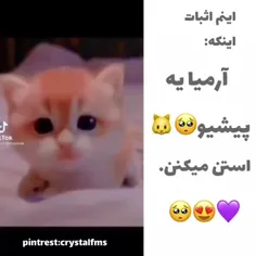 پیشی کوچولوووووووووو🐱🐱🐱🐱🐱🐱🐱🐱🐱🐱🐱