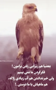 کسی که میخونه خودش میفهمه