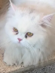 اینم گربه امه اسمش پوپک قشنگ؟