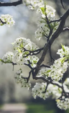 ‌بهاران یک جهان گُلبوسه دارد