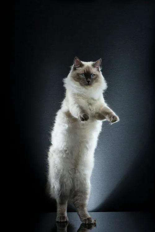عکاسی از گربه های ایستاده ری ناد، عکاس سوئیسی، با الهام ا