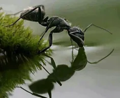 آب خوردن مورچه