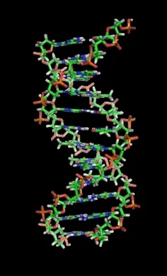 الگوی زندگی مولکول DNA