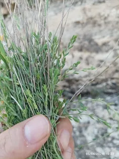 چای کوهی پر از خاصیت روستای زرجان بخش خفر 100 کیلومتری شی