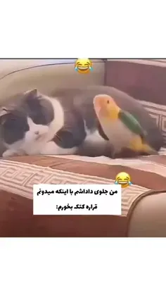 من جلوی داداشم با اینکه میدونم قراره کتک بخورم 🤣😂🤟: