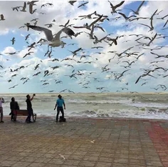 نمایی از ساحل زیبای بوشهر تقدیم شما ❤