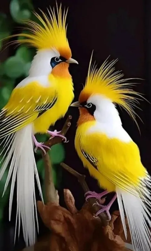 پرندگان عاشق
