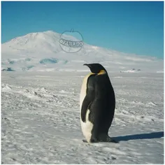 پنگوئن ها وقتی دچار#افسردگی می شوند از گروه خود جدا و آنق