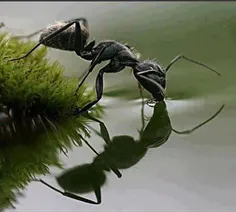 لحظه آب خوردن مورچه!