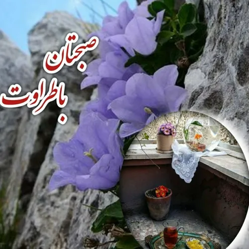 زندگی بوی