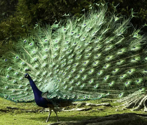 اینم یه طاووس زیبا