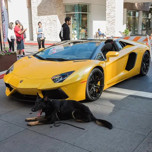 Aventador or amazed dog?