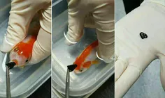 نجات یک ماهی قرمز کوچولو توسط دامپزشکان استرالیایی/ ریگ س